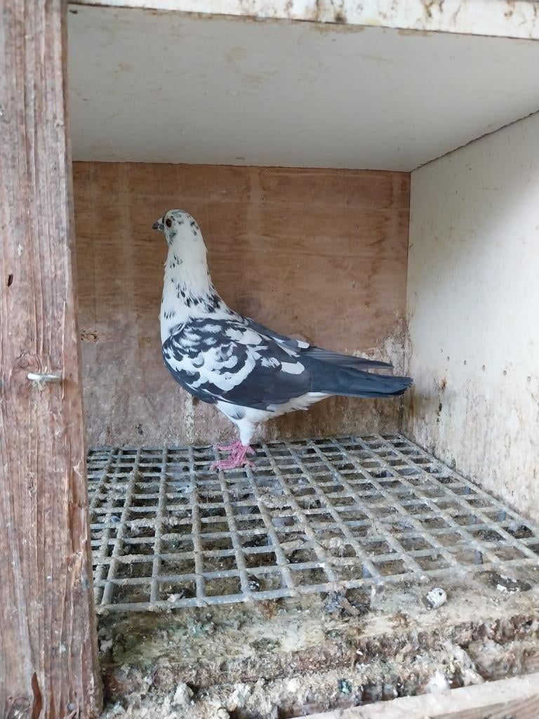 Mooie duivin postduiven (vrouwelijke)