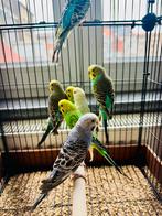 Pleasure perruche à vendre, Perruche