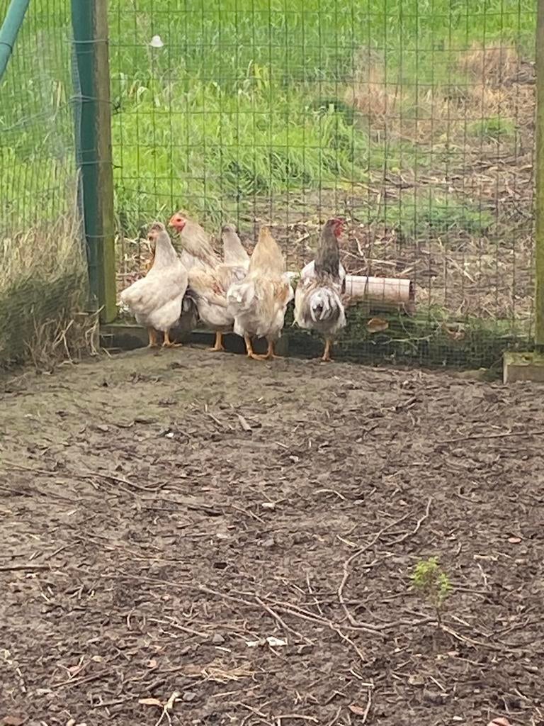 Sierkuikentjes te koop !