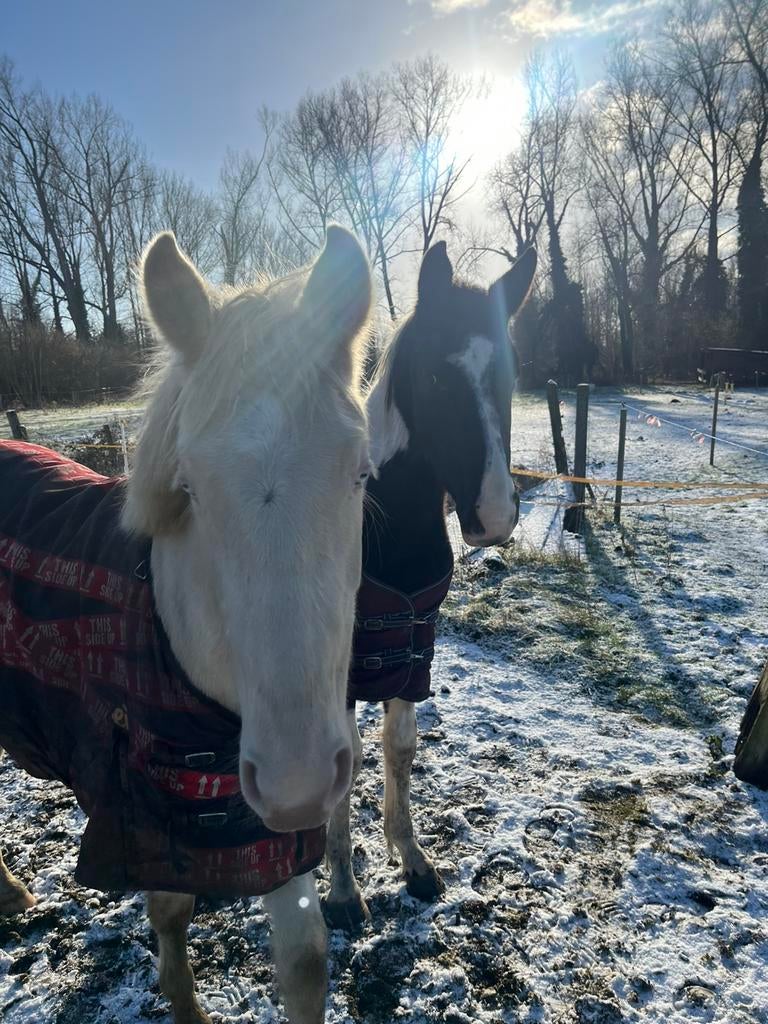 Weide gezocht omgeving gooik, Animaux & Accessoires, Box & Pâturages