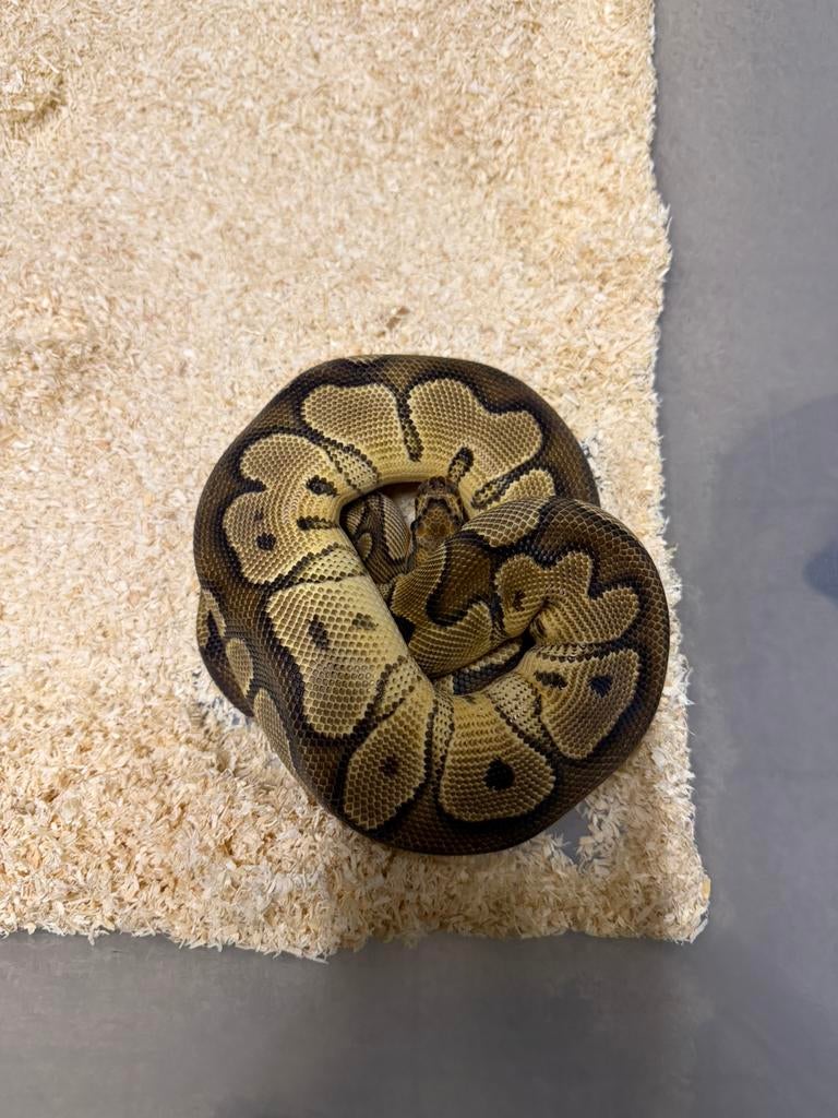 0.1 clown 66% het Ultramel, Dieren en Toebehoren, Slang, Tam, 0 tot 2 jaar