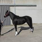 Zwarte dressuurmerrie 2023, Cheval de dressage, Avec pedigree, 160 à 165 cm, Non dressé