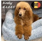 Kody et Knight - Magnifiques Caniche Royal à vendre, 15 semaines à 1 an, Commerçant, Chien (mâle), Caniche