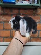 Jonge dwergkonijntjes, heel tam, super lief., Dieren en Toebehoren, Konijnen