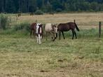 Bonte jaarling hengst van Ceazar ter Linden, Dieren en Toebehoren, Paarden, Hengst, Gechipt, 0 tot 2 jaar