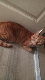 Kat, Dieren en Toebehoren, Katten en Kittens | Raskatten | Korthaar, Kater, Met stamboom, 0 tot 2 jaar