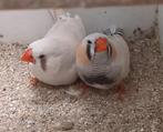 zebravinken, Dieren en Toebehoren, Vogels | Overige Vogels, Meerdere dieren, Tropenvogel, Geringd