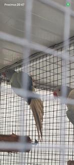 Halsbandparkiet pop 25 Violet Aqau opaline bleekstaart, Dieren en Toebehoren, Vogels | Parkieten en Papegaaien