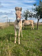Fjord merrie veulen van 2025, Dieren en Toebehoren, Paarden, Merrie