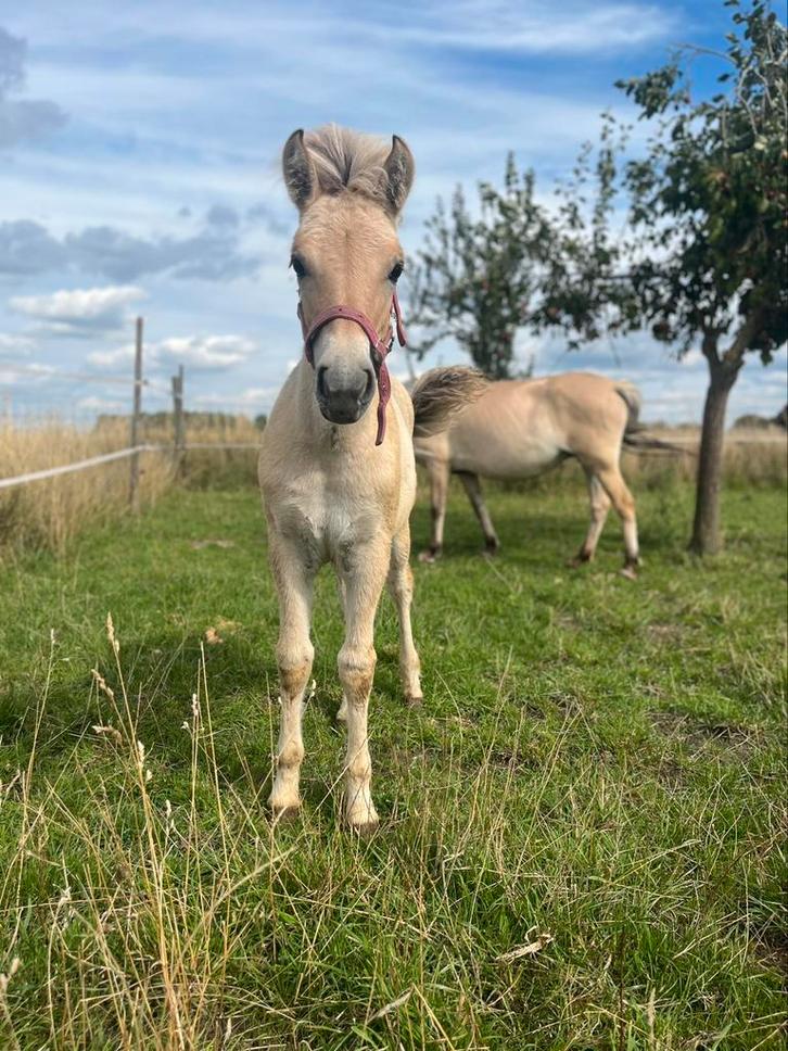 Fjord merrie veulen van 2025, Dieren en Toebehoren, Paarden, Merrie