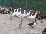 Eenden rouaan loopeend barberie , kwakers, carolina, ganzen, Plusieurs animaux, Canard