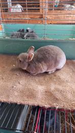 Te koop Rex dwergkonijn  1 jaar oud, Dieren en Toebehoren, Konijnen