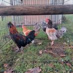 Sierhanen zoeken een goed thuis., Dieren en Toebehoren