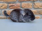 chinchilla : lief black velvet bokje, Dieren en Toebehoren, Mannelijk, Chinchilla, Tam