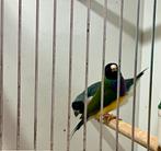 Koppel zwk. €40, Dieren en Toebehoren, Vogels | Overige Vogels