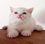 Brits korthaar kittens, Meerdere dieren, 0 tot 2 jaar, Gechipt