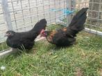 Jonge koppels hollandse krielen (verschillende kleuren), Dieren en Toebehoren