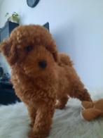 Poedels puppy's, Chien (mâle), Caniche, Belgique, 8 à 15 semaines