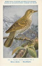 GOUDLIJSTER, Verzamelen, Postkaarten | Dieren, Verzenden, Ongelopen, Vogel