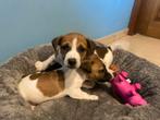 JACK RUSSEL PUPS, Animaux & Accessoires, Chiens | Jack Russell & Terriers, Chien (mâle), Belgique, 8 à 15 semaines, Plusieurs