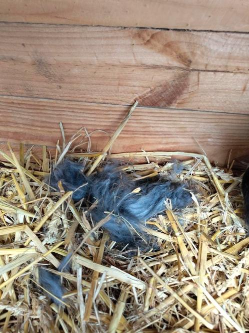 Jonge dwergkonijntjes, Dieren en Toebehoren, Konijnen, Dwerg, Meerdere dieren, 0 tot 2 jaar