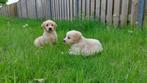 Chiots Golden Retriever, Golden retriever, Parvovirose, Plusieurs, Belgique