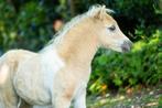 Palomino nmprs hengstje, Dieren en Toebehoren, Pony's, Hengst, A pony (tot 1.17m), Gechipt, 0 tot 2 jaar
