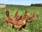 Jonge tamme Red star kippen gesekst en ingeënt, Dieren en Toebehoren, Vrouwelijk, Kip