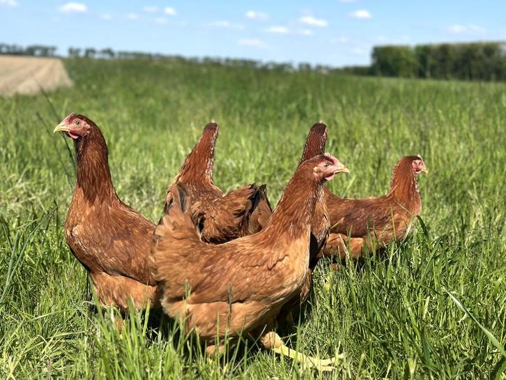 Jonge tamme Red star kippen gesekst en ingeënt, Dieren en Toebehoren, Pluimvee, Kip, Vrouwelijk