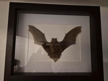Vleermuis beschikbaar voor biedingen