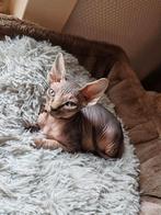 Sphynx kittens, Dieren en Toebehoren, Meerdere dieren, Gechipt, 0 tot 2 jaar