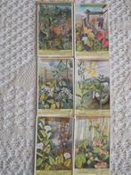 Liebig: reeks van 6 chromo's over klim- en slingerplanten, Verzamelen, Foto's en Prenten, 1940 tot 1960, Gebruikt, Ophalen of Verzenden