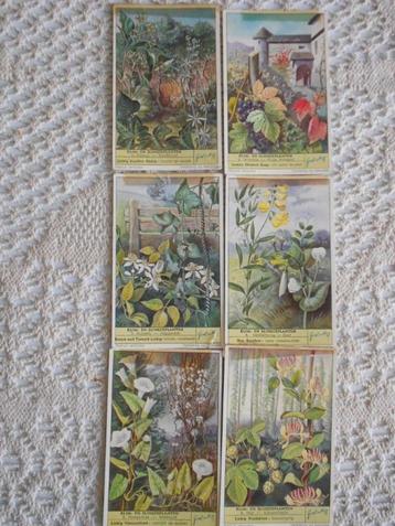 Liebig: reeks van 6 chromo's over klim- en slingerplanten, Verzamelen, Natuur, Gebruikt, Ophalen of Verzenden, 1940 tot 1960