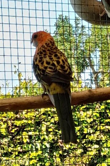 Prachtrosellas in verschillende kleuren beschikbaar voor biedingen
