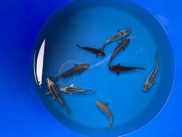 Koi 10-12 cm beschikbaar voor biedingen