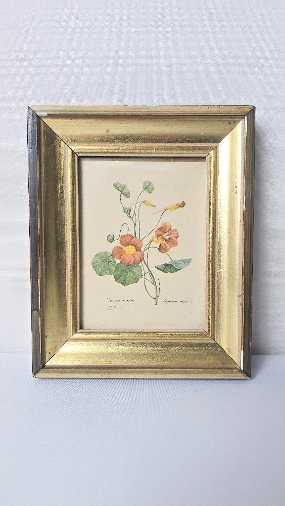 Petit cadre doré - Capucine mordorée - P.J. Redouté, Antiquités & Art, Antiquités | Accessoires de maison, Enlèvement ou Envoi