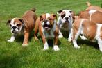 Engelse Bulldog pups te koop, Dieren en Toebehoren, Honden | Bulldogs, Pinschers en Molossers, 15 weken tot 1 jaar, Buitenland