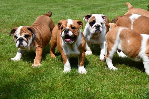 Engelse Bulldog pups te koop, Dieren en Toebehoren, Honden | Bulldogs, Pinschers en Molossers, Meerdere dieren, Bulldog, Fokker | Professioneel
