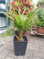 Trachycarpus palmen, Tuin en Terras, Ophalen