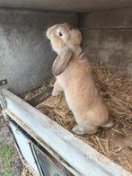 France hagoor, Dieren en Toebehoren, Konijnen