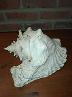 Grote lambischelp/schelp van 28 cm - vintage maritiem decor, Antiek en Kunst, Ophalen