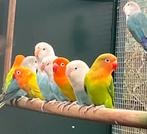 Ficherie , dwergpapegaaien , agapornissen, Dieren en Toebehoren, Meerdere dieren, Dwergpapegaai of Agapornis, Geringd