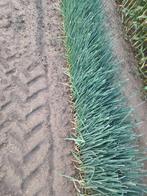 PREIPLANTEN, Zakelijke goederen, Landbouw | Aardappelen, Groenten, Fruit en Vlees, Ophalen