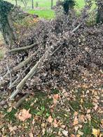 Gratis brandhout, Ophalen