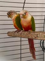 Pyrrhura koppel, Animaux & Accessoires