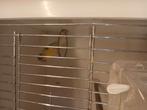 Iranse canaria copel, Dieren en Toebehoren