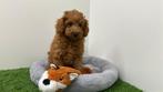 Dwergpoedel pups, Poedel, België, 8 tot 15 weken, CDV (hondenziekte)