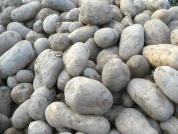 zoek voeder aardappelen  beschikbaar voor biedingen