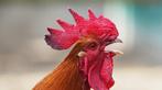3hanen gratis ophalen, Dieren en Toebehoren, Pluimvee