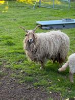 Racka ooi, Vrouwelijk, Schaap, 0 tot 2 jaar